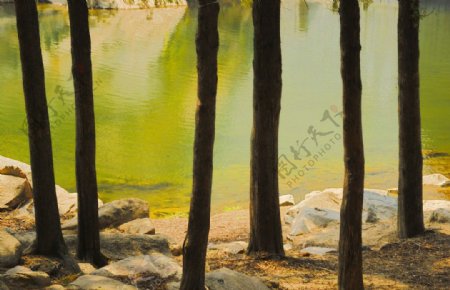 湖边生长的树图片