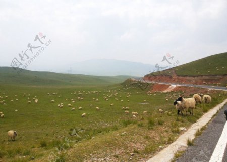 草原羊群公路图片