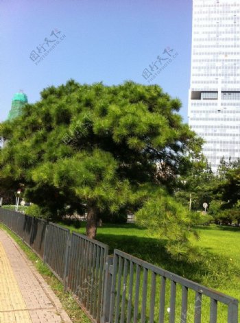 绿树高楼图片
