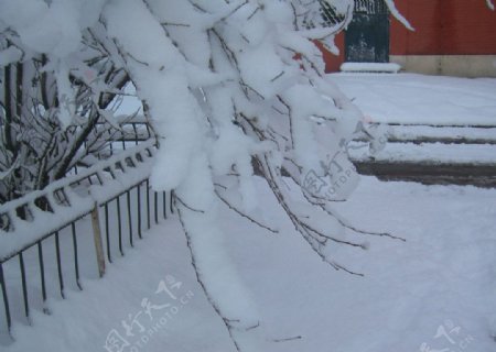 雪景树挂图片