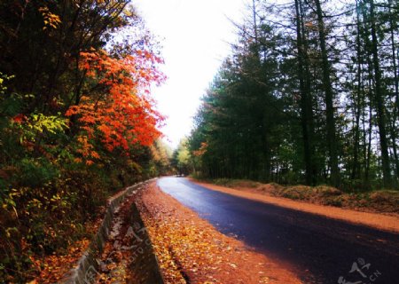 红叶公路图片