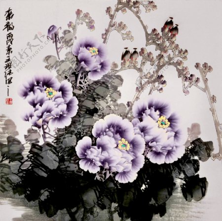 紫牡丹图片