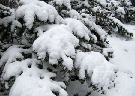 雪景松树图片