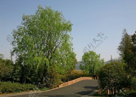 杭州西溪国家湿地公园图片