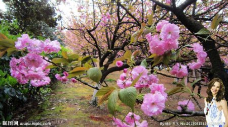 樱花园风光图片