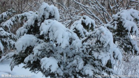 冬天里的雪图片