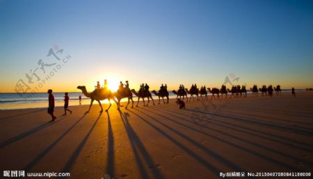 海滩骆驼图片