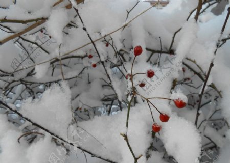 雪下植物图片