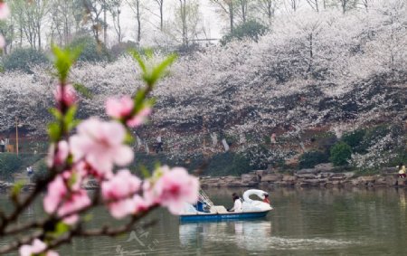 樱花湖畔图片