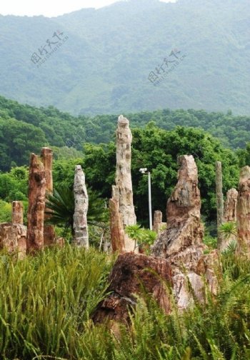 仙湖植物园化石森林图片