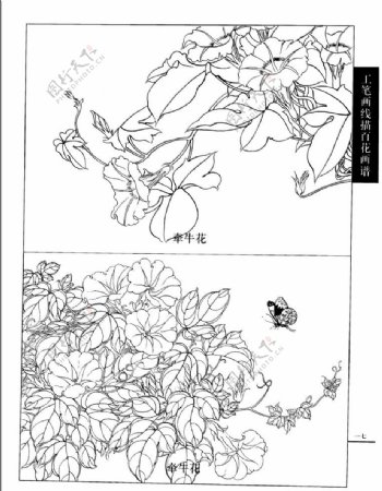 工笔画线描百花画谱图片