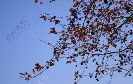 红叶枫树图片