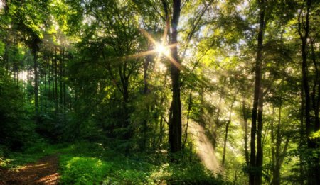 阳光穿透树林图片