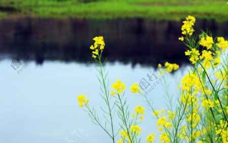 油菜花美景图片