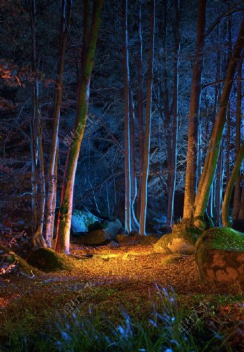 夜色下的森林图片