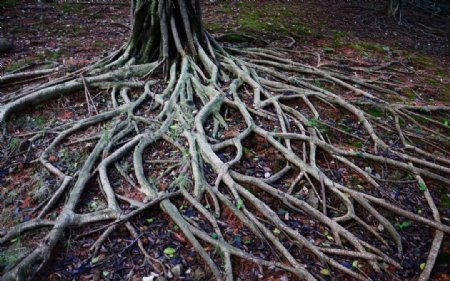 大树之根图片