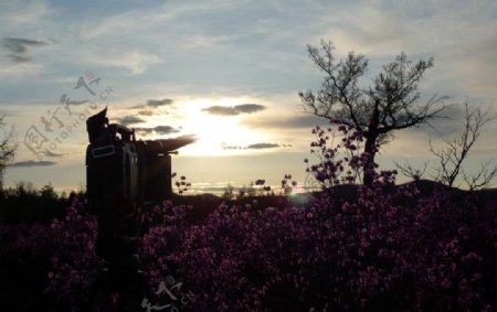 夕阳下的野桃花地与摄像机图片