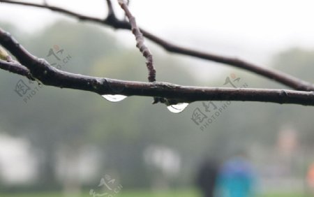 雨后的枝头图片