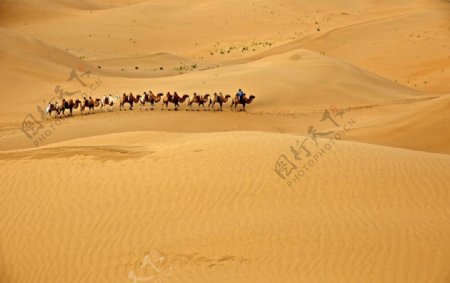 金色的沙漠和骆驼队图片