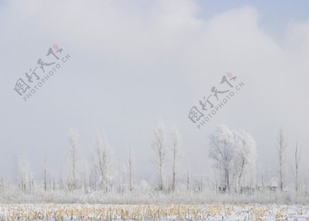 冬雪晨雾图片