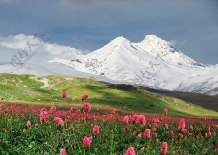 雪山下的鲜花图片