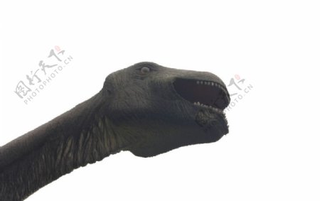 恐龙1图片