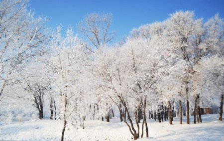 雪景图片