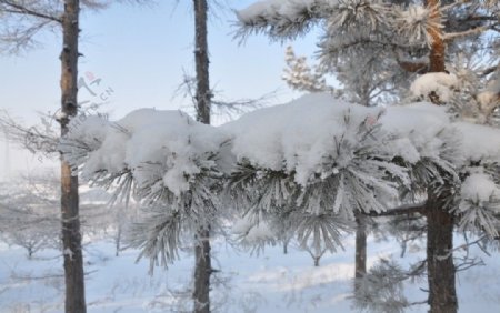 冬季雾凇冰雪雪花图片