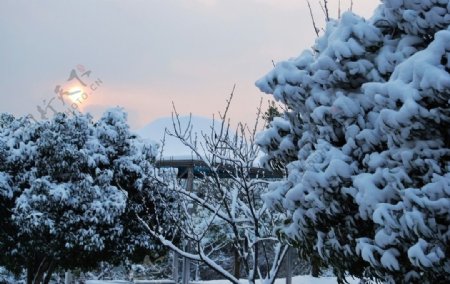 雪迎朝阳图片