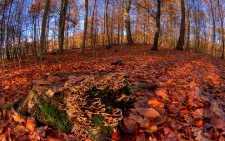 秋天的树林满地的树叶图片
