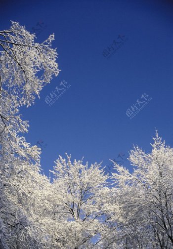 冬季雪景高清图片