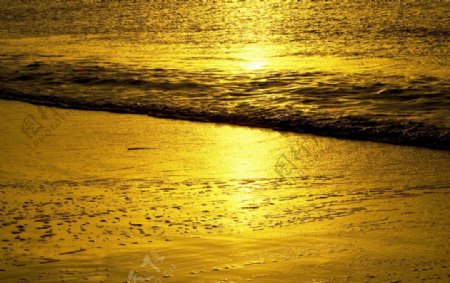 金色的海滩图片