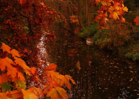 秋天的风景和落叶图片