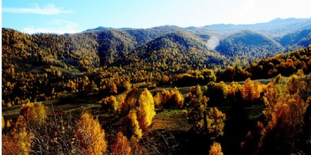 新疆喀纳斯禾木图片