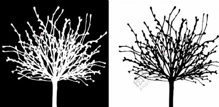 抽象装饰画黑白树图片