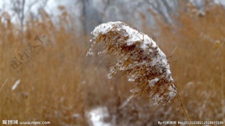 雪中芦花图片