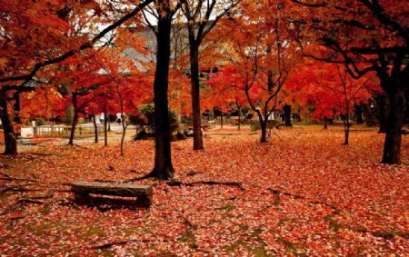 京都秋景图片