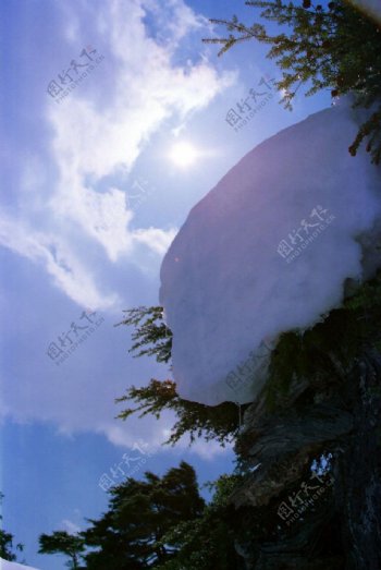 针叶树上的白雪图片