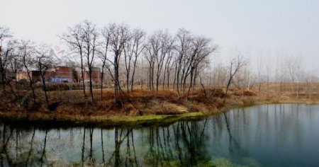湖边的老树图片