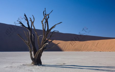 沙漠枯树荒地蓝天图片