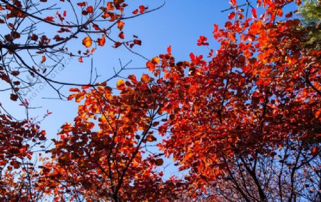 枫叶秋天风景图片