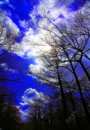 蓝天林木图片