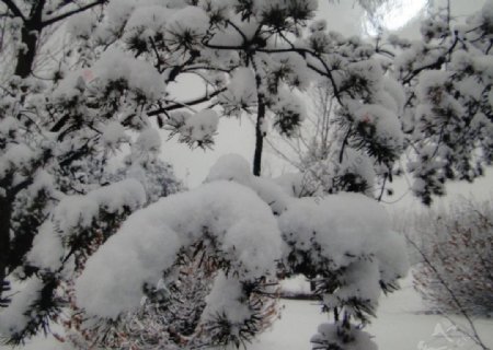 雪花图片