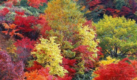 秋天树林图片素材下载