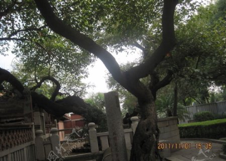 百年老树图片
