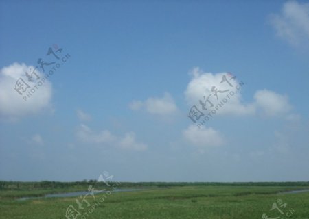 东滩湿地照片图片