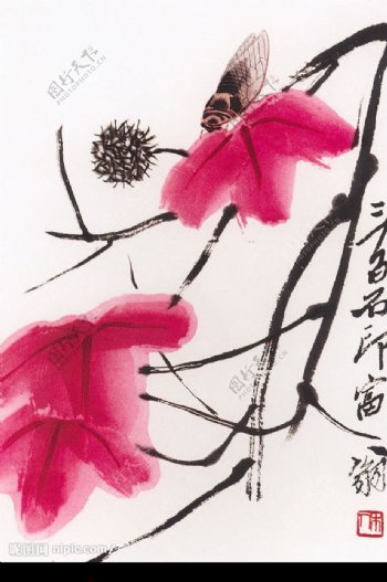 枫叶寒蝉图图片