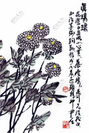白菊花国画图片