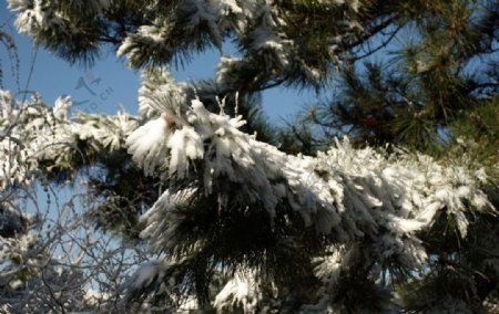 雪松图片