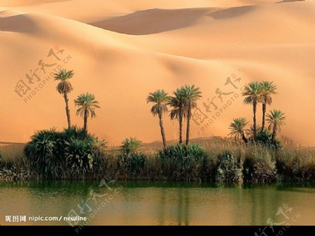 沙漠綠洲图片